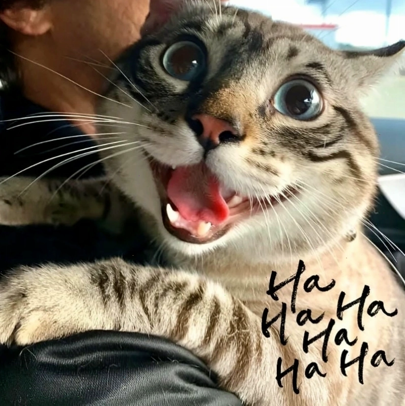 Cùng cười sảng khoái với những hình meme hehe chế