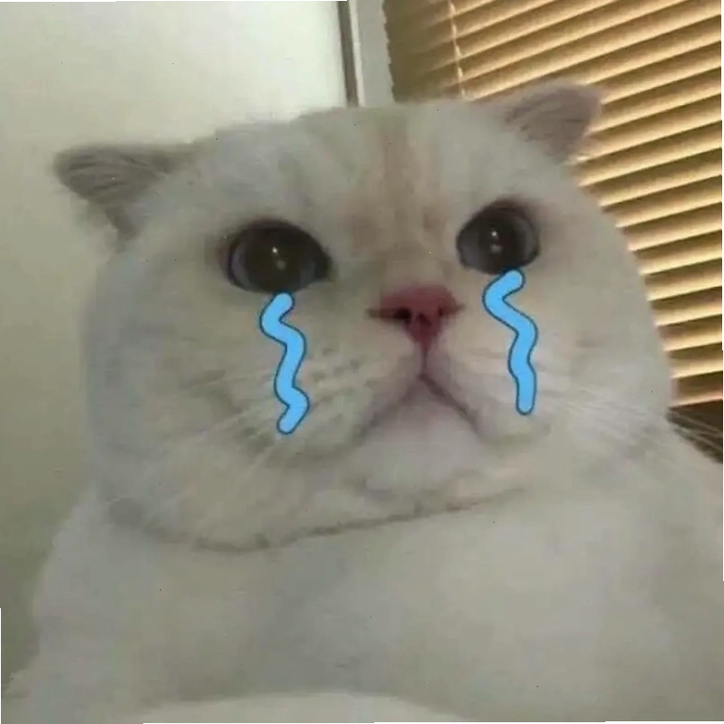 Fan không thể bỏ lỡ loạt kitten crying cats meme cực dễ thương