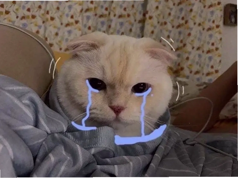 Gây bão với ảnh cry meme cat siêu hài hước