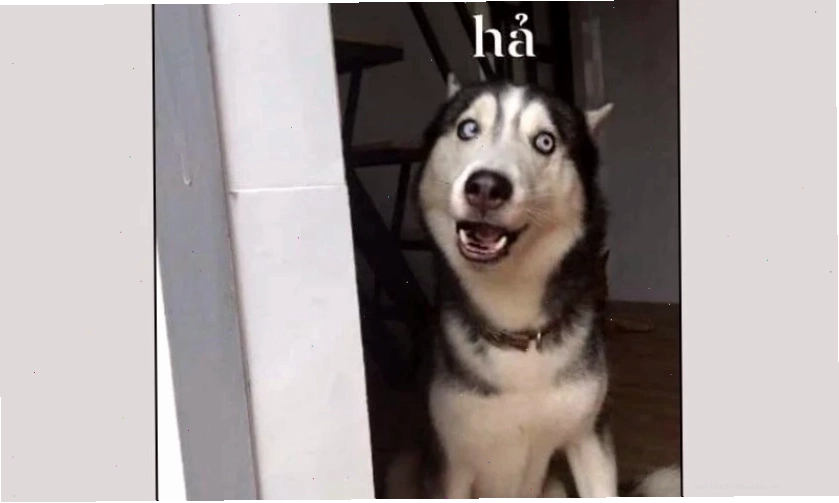 Hình ảnh biểu cảm vô tri, ngơ ngác của mèo làm avatar meme