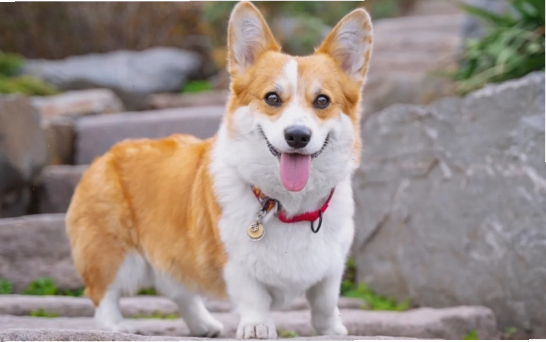 Hình ảnh chó Corgi tại cửa hàng thú cưng uy tín