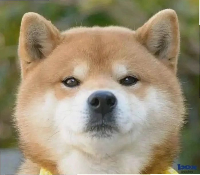 Hình nền chó Husky ngầu với ánh mắt sắc sảo