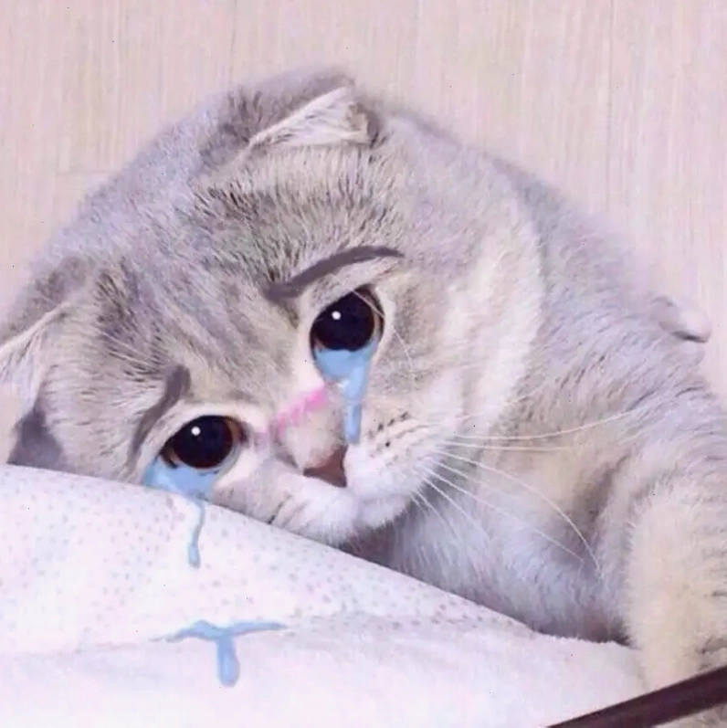 Khóc cười cùng cry cat meme hot nhất mạng xã hội