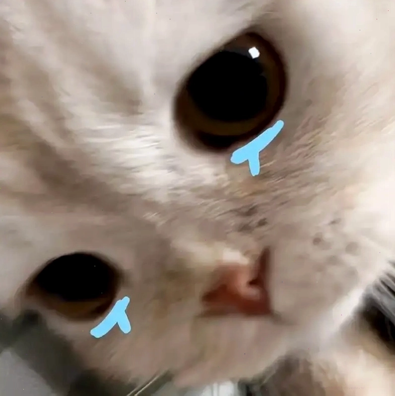 Không nhịn được cười với mèo cry meme hài hước