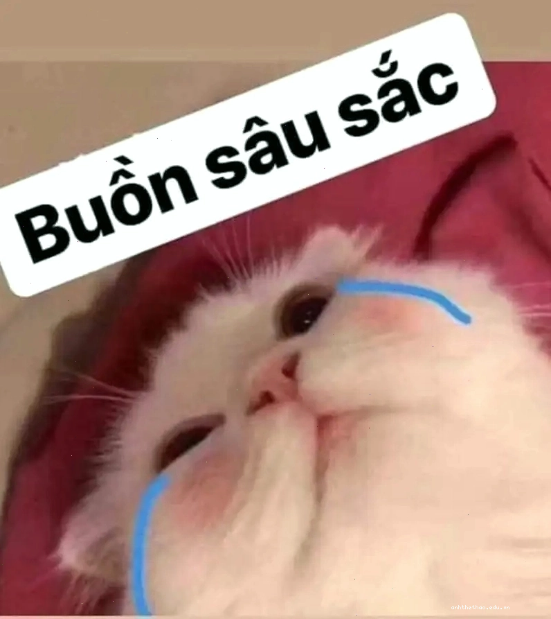 Lạc vào thế giới meme cry cat đầy cảm xúc