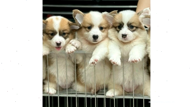 Mẫu chó Corgi giá rẻ mã CGC màu vàng trắng cực đẹp