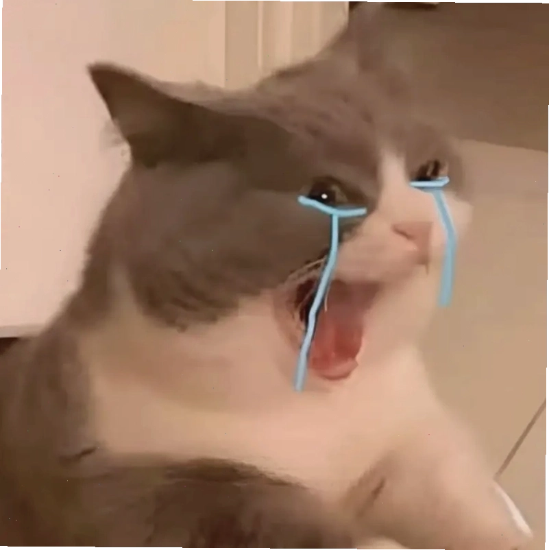 Meme cat cry siêu hài siêu dễ thương với đôi mắt long lanh