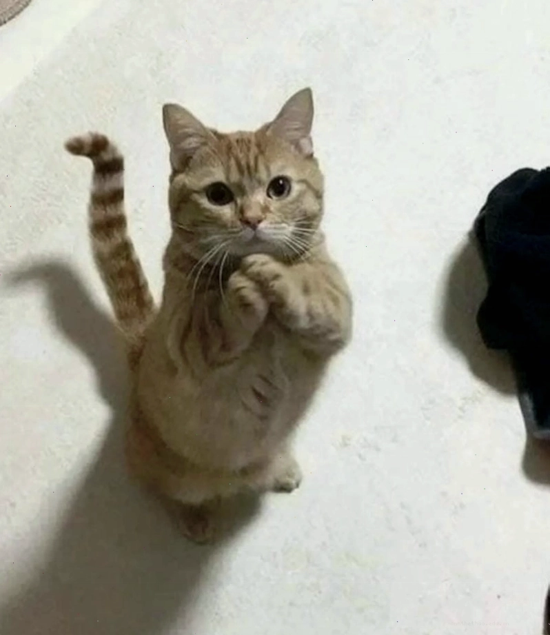 Meme cầu xin cute làm tan chảy người xem