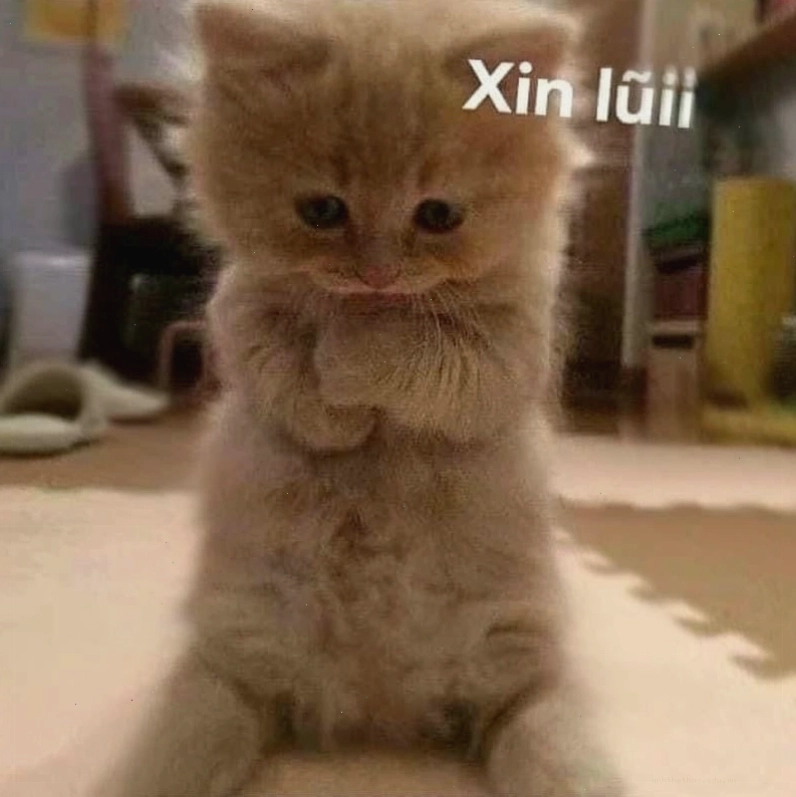 Meme cầu xin hài hước mới nhất