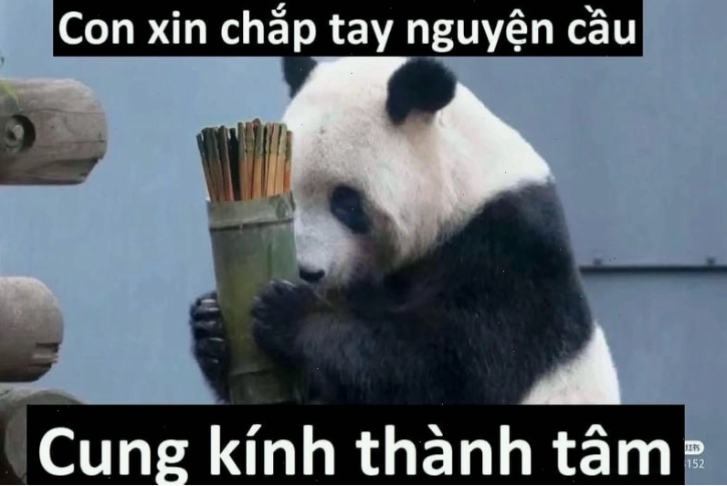 Meme cầu xin phiên bản người lớn