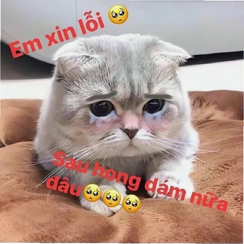 Meme cầu xin với thông điệp xin lỗi