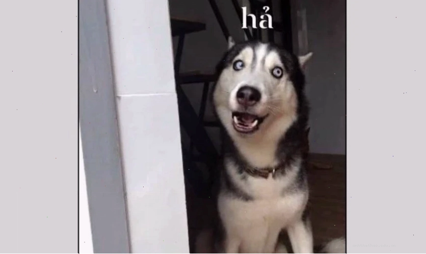 Meme chó cute với biểu cảm hài hước