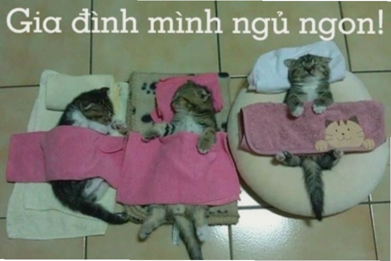 Meme chú chó chúc ngủ ngon