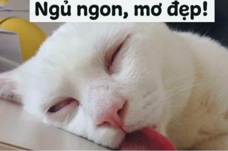 Meme chúc ngủ ngon với hình ảnh ngộ nghĩnh