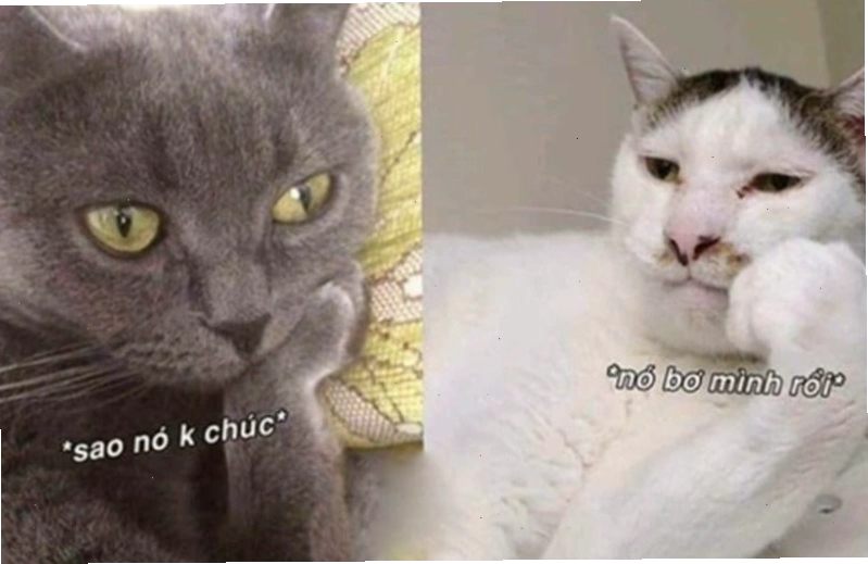 Meme động vật chúc ngủ ngon