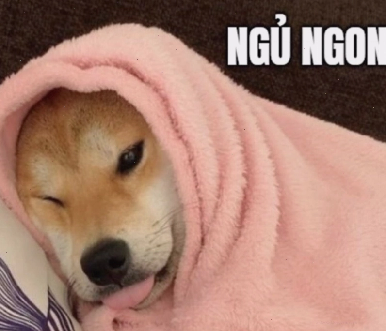 Meme động vật vui nhộn chúc ngủ ngon