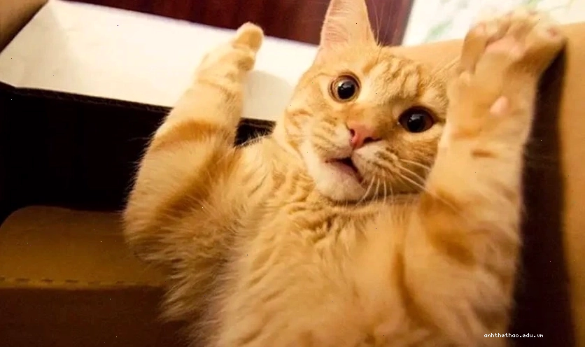 Meme hài hước với biểu cảm "khó đỡ"
