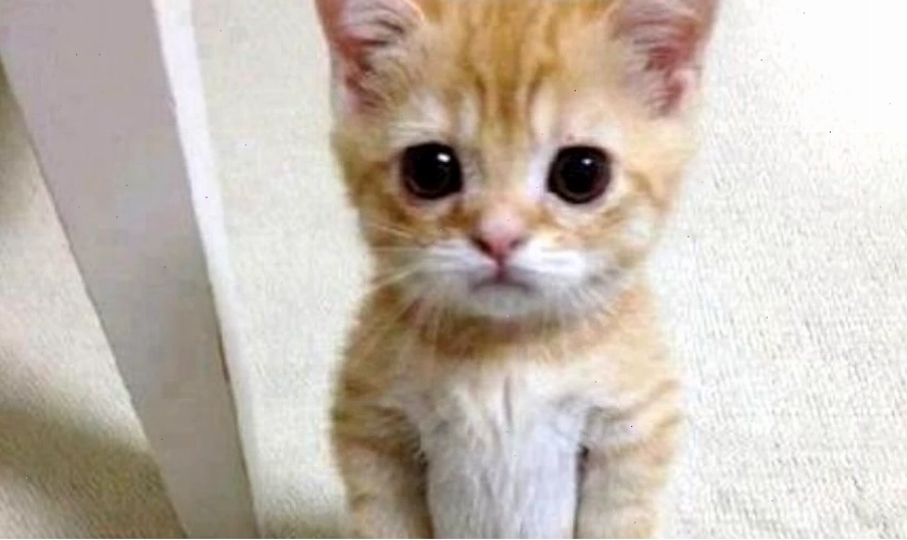Meme hài hước với tình huống bất ngờ
