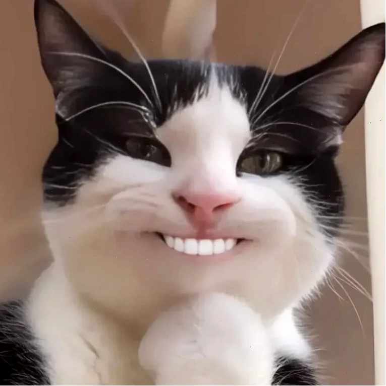 Meme Mèo Cười Nhe Răng và meme hamster