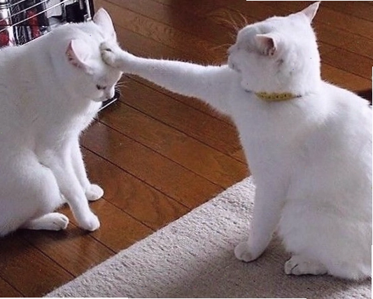 Meme mèo khóc với đôi mắt ngấn lệ đầy hài hước