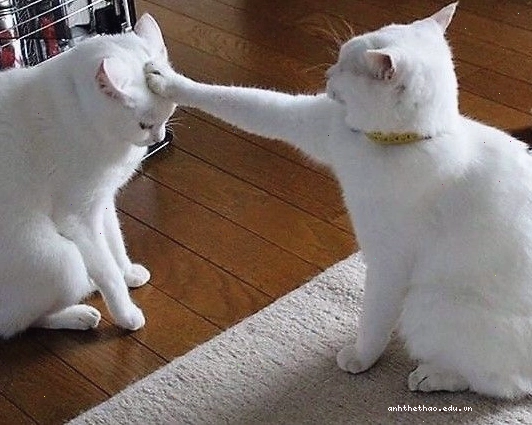 Meme mèo vô tri với biểu cảm ngơ ngác cực hài hước