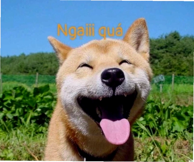 Meme ngại động vật với biểu cảm đáng yêu