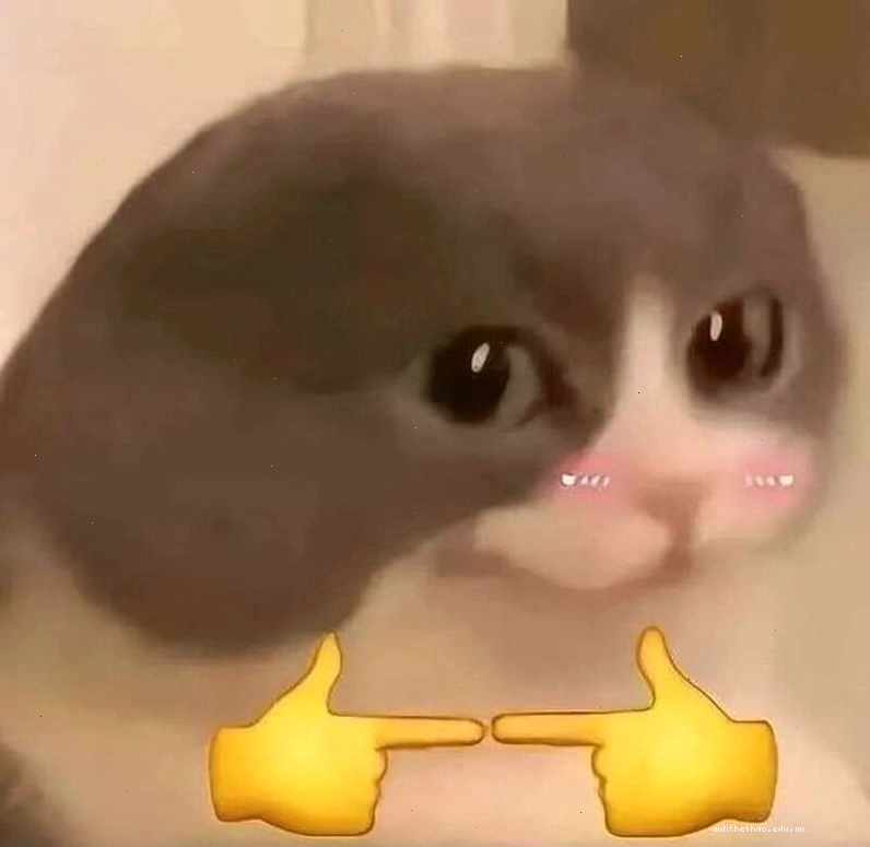 Meme ngại với biểu cảm bối rối của động vật