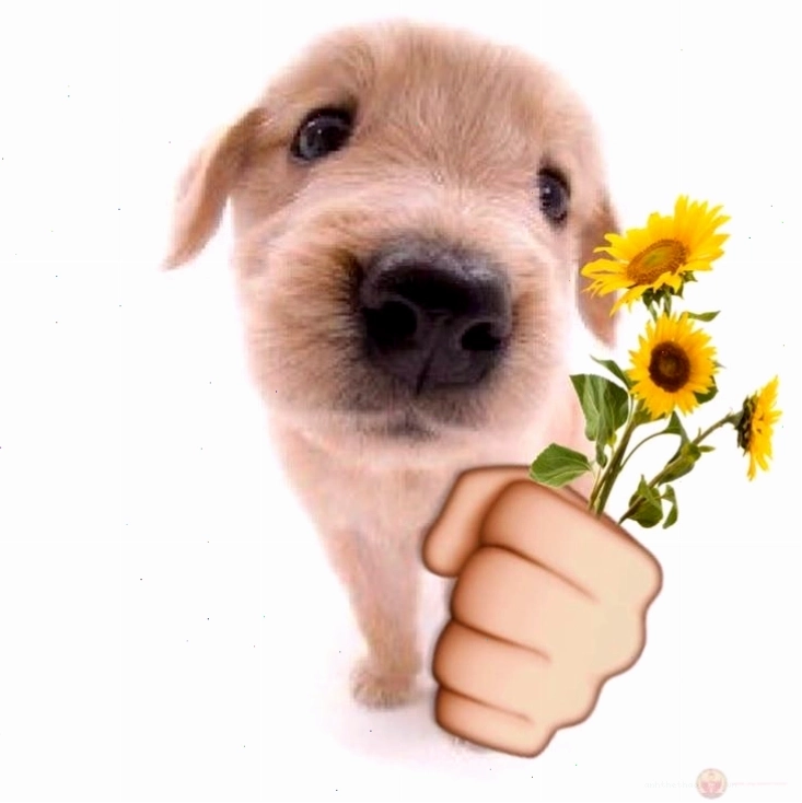 Meme tặng hoa hướng dương vui vẻ và tích cực