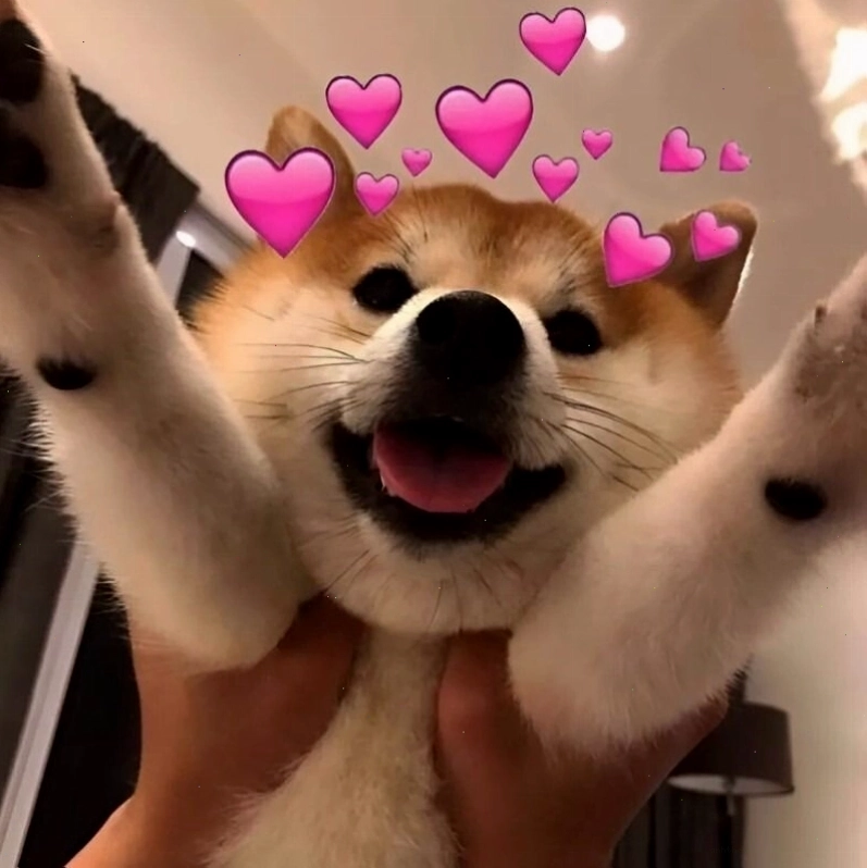 Meme tình yêu sử dụng hình ảnh chú chó