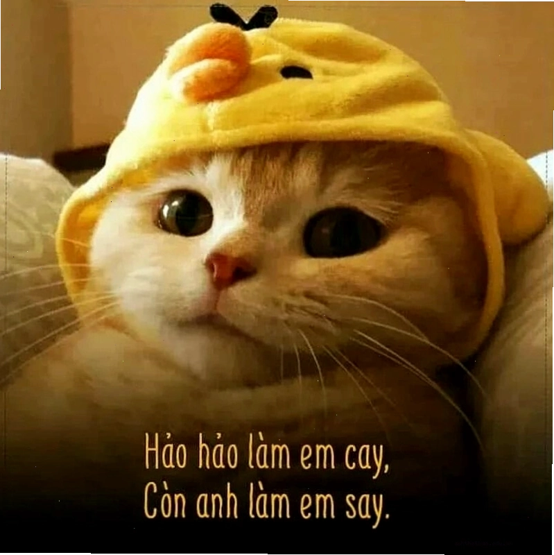 Meme tình yêu tâm trạng về những suy tư