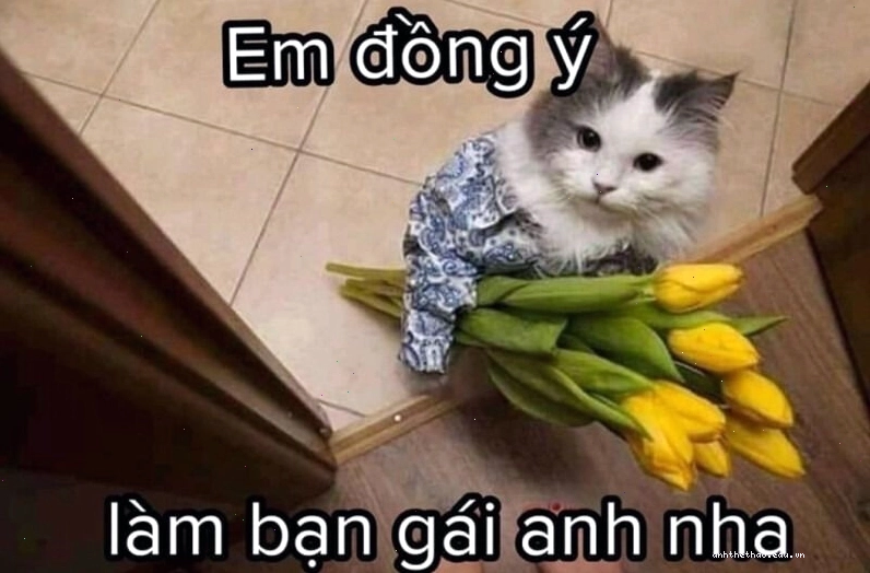 Meme tình yêu tâm trạng với thông điệp ý nghĩa