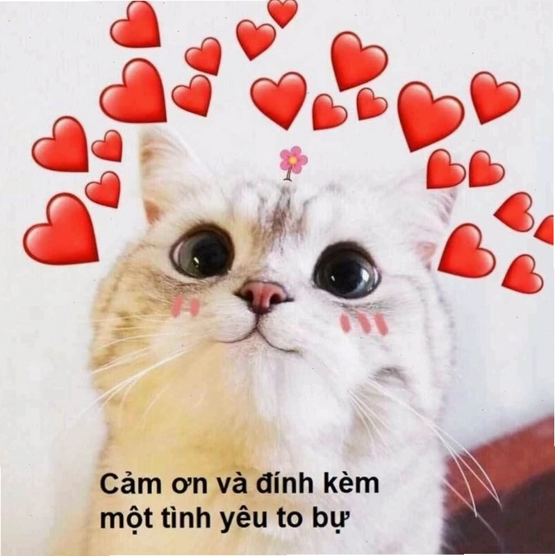 Meme tình yêu về động vật và sự 