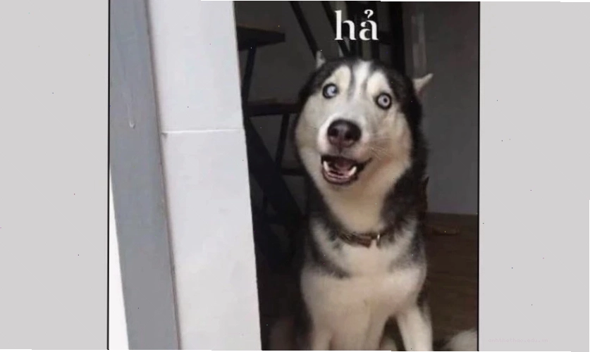 Meme với ánh mắt lơ đãng