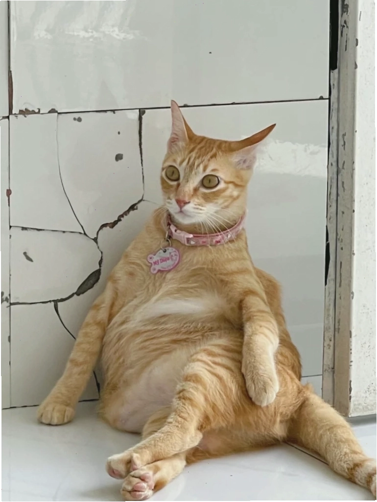 Mèo bựa cute với biểu cảm ngạc nhiên