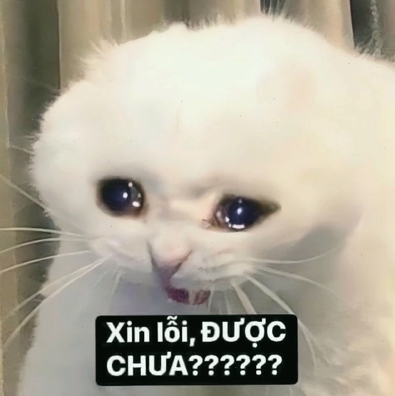 Mèo con với ánh mắt cầu xin dễ thương