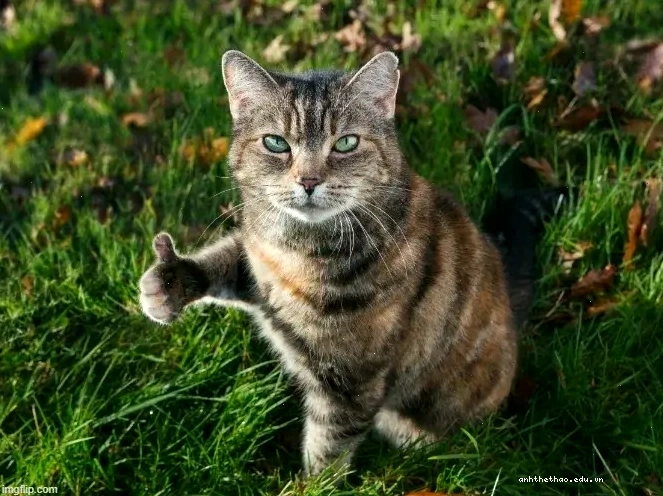 Mèo giơ ngón tay cái like với gương mặt vui nhộn thể hiện sự tán thành