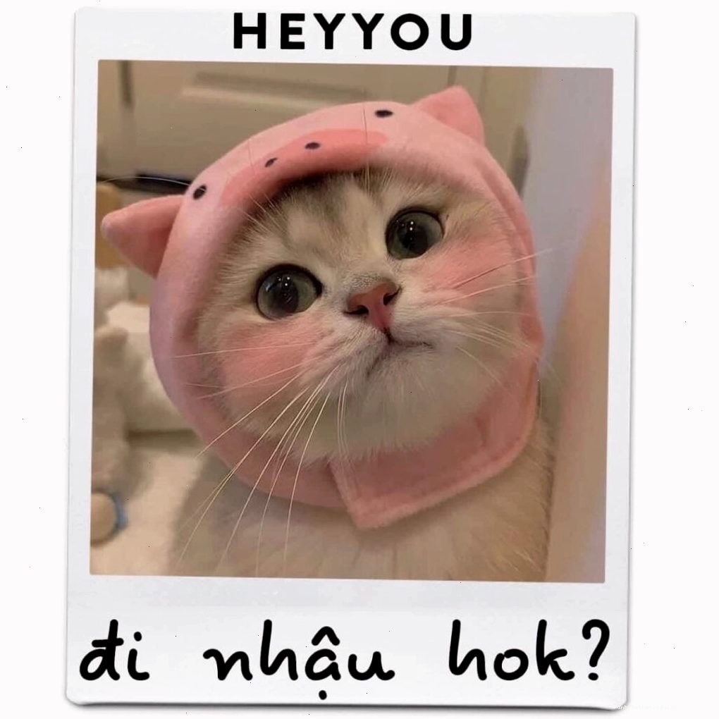 Mèo meme 