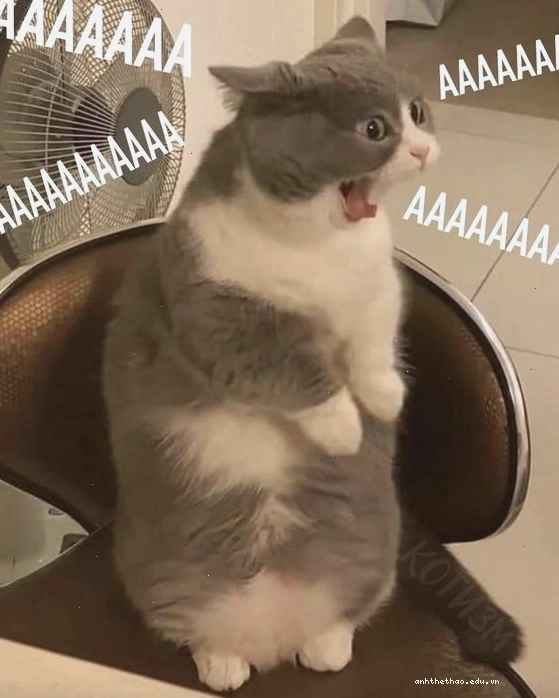 Mèo meme 