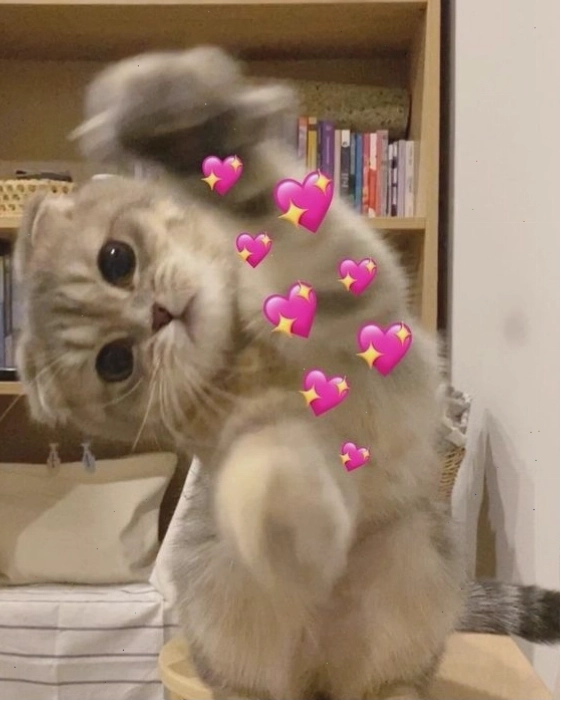 Mèo meme 