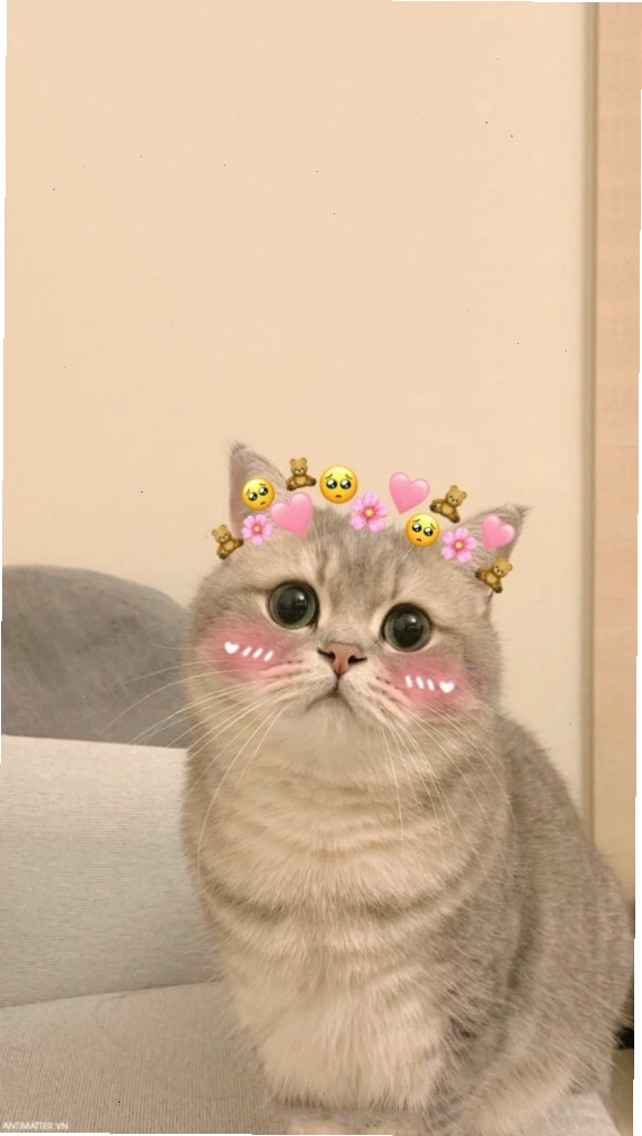Mèo meme 