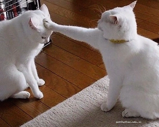 Mèo meme cầm dao