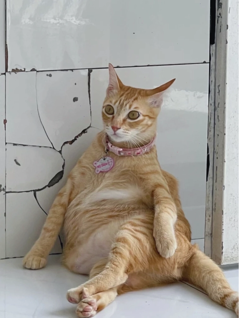 Mèo meme đang ngủ gật