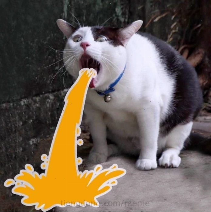 Mèo meme ngồi thẳng lưng