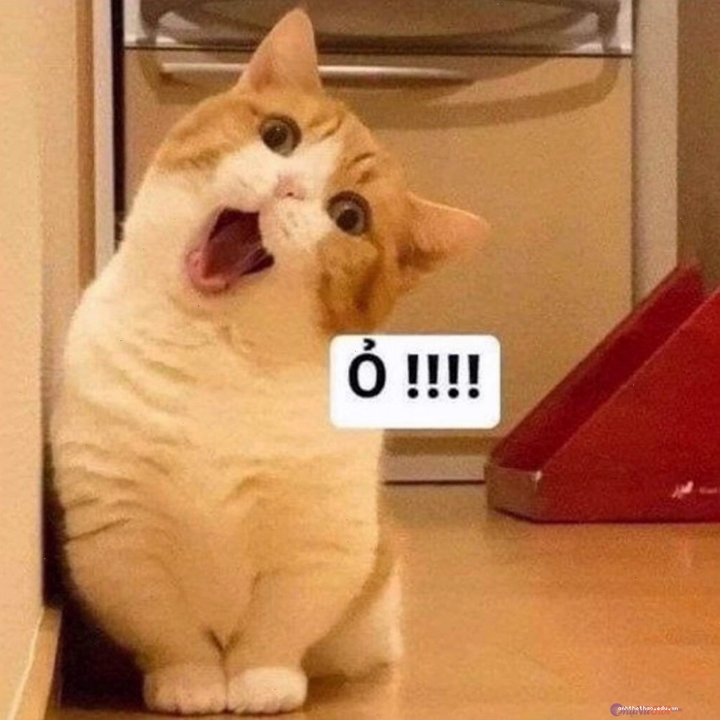 Mèo meme nhìn 