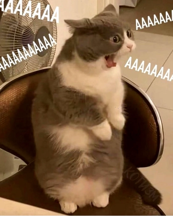 Mèo meme với ánh mắt "gian xảo"