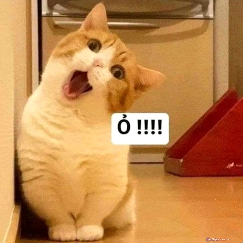 Mèo meme với ánh mắt "lạc trôi"