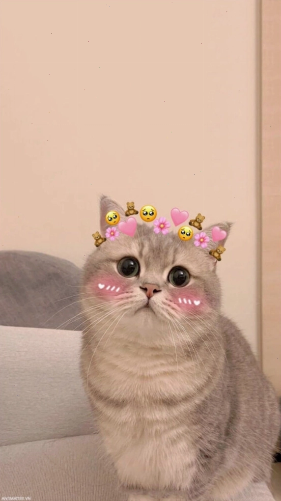 Mèo meme với ánh mắt "van xin"