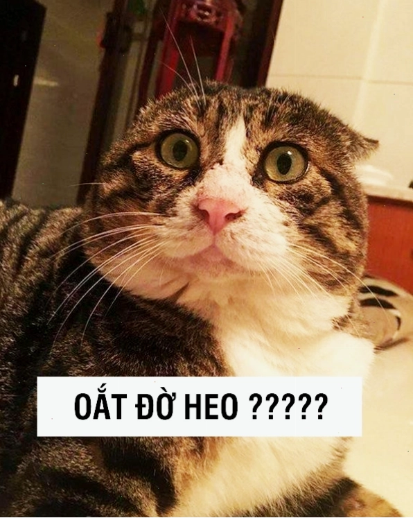 Mèo meme với biểu cảm 