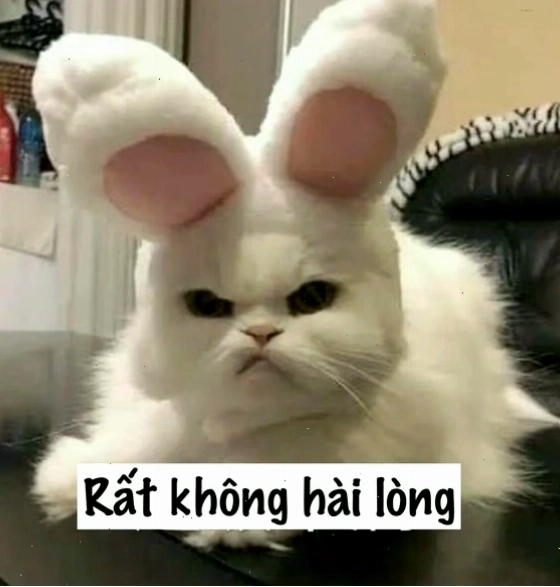 Mèo meme với biểu cảm "mưu mô"