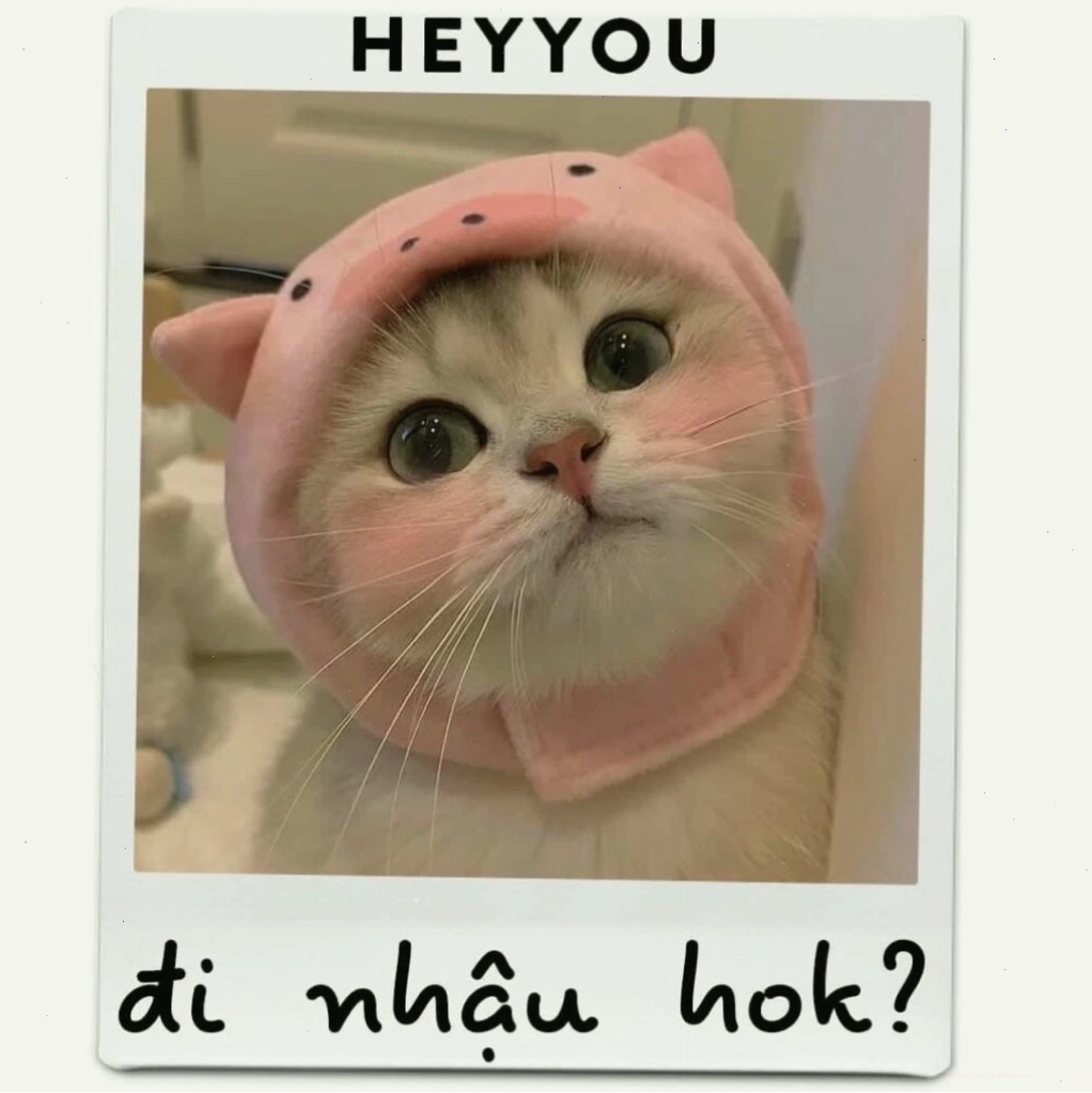 Mèo meme với biểu cảm "ngái ngủ"